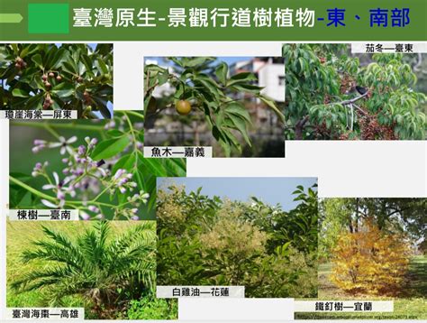 庭園景觀植物|美麗原生植物種起來！林務局篩選106種台灣原生森林。